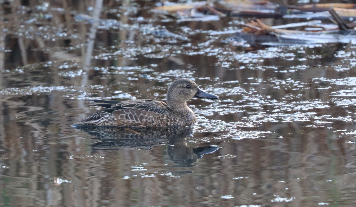 Blue-winged Teal - ML610644297