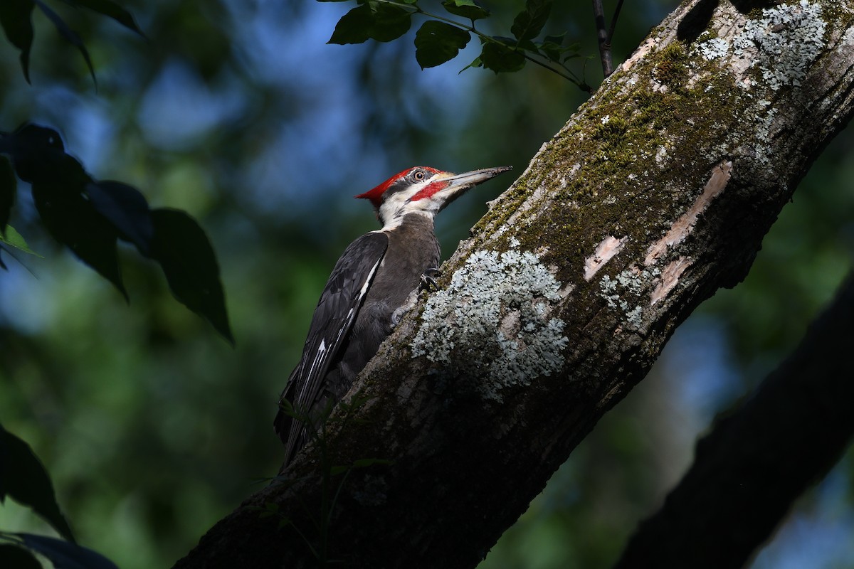 Pileated Woodpecker - ML610644428