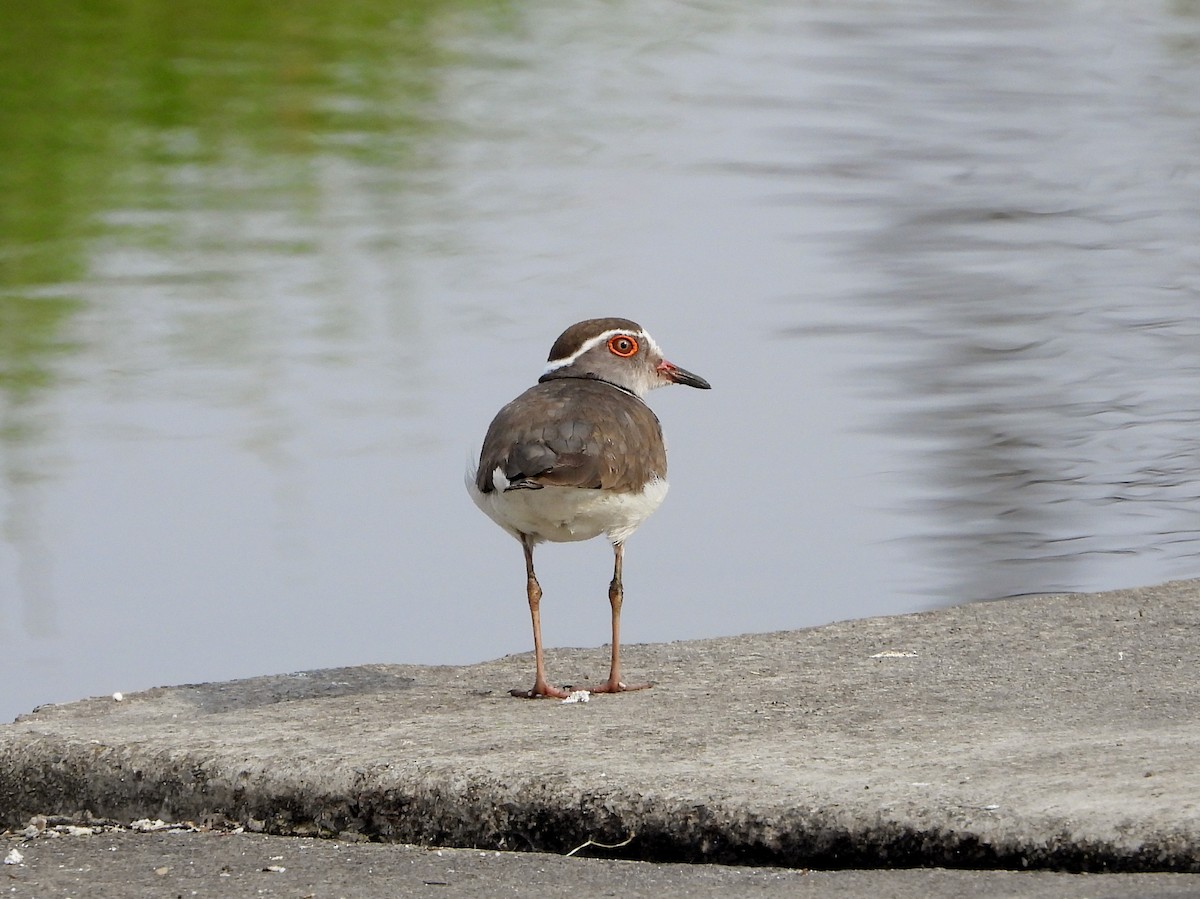 Three-banded Plover - ML610644506