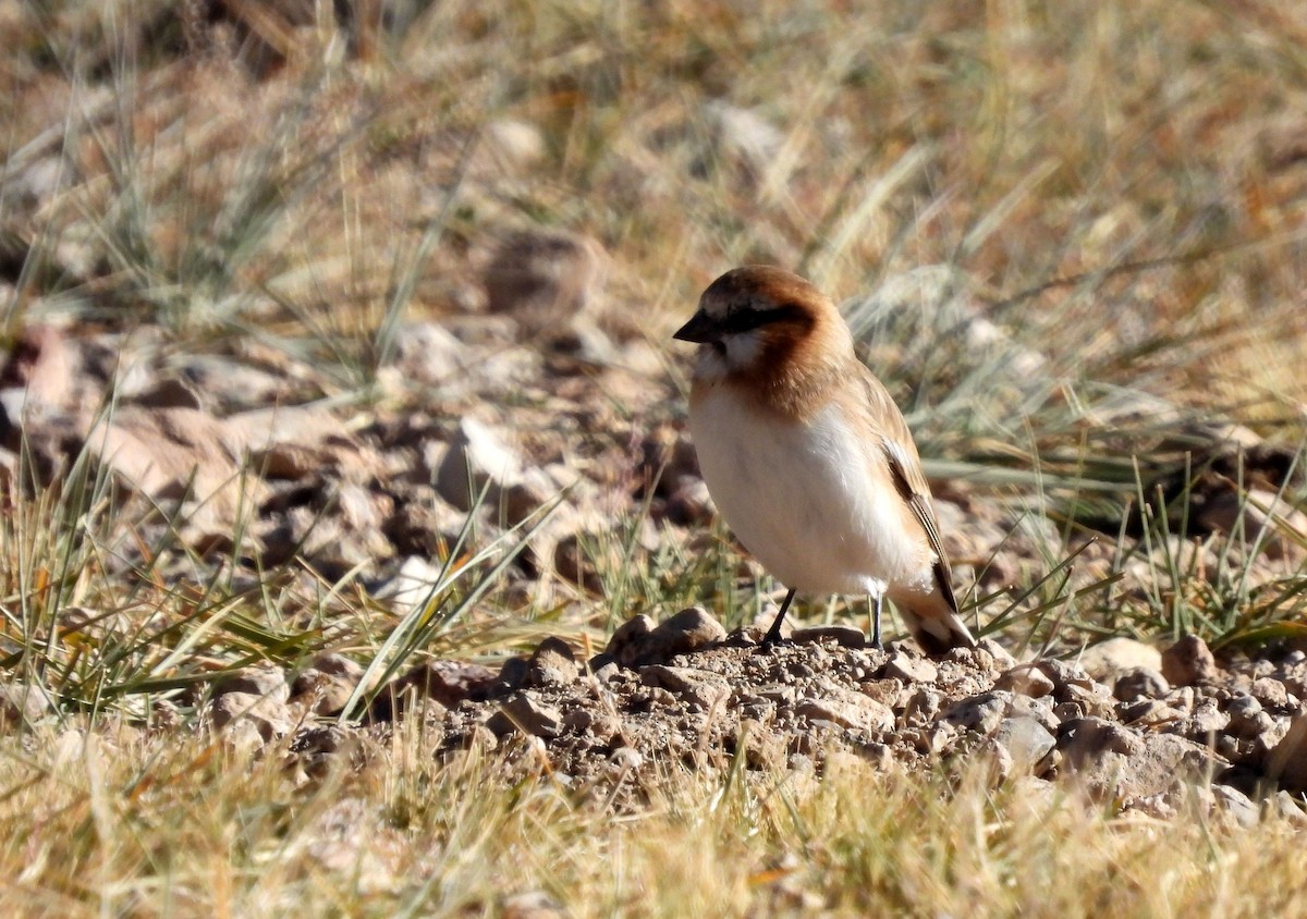 Rufous-necked Snowfinch - ML610644775