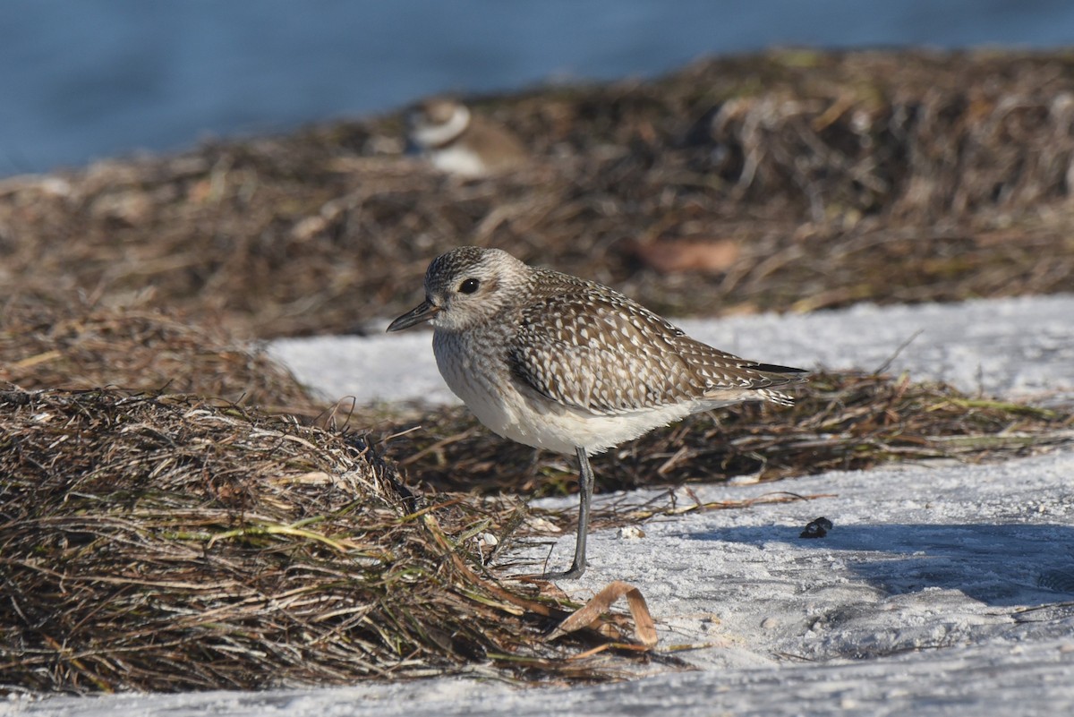 eBird Checklist 1 Nov 2023 Honeymoon Island SP 36 species