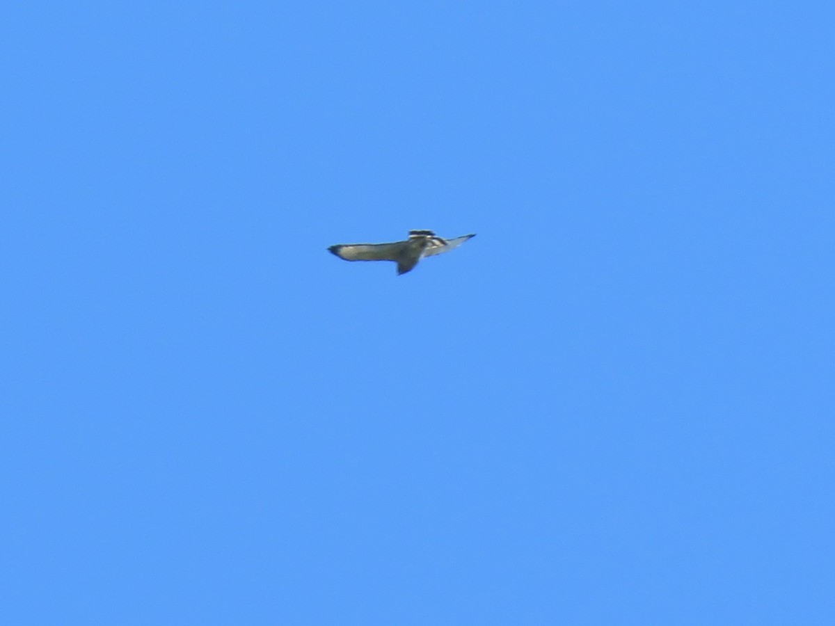 Broad-winged Hawk - ML610644933
