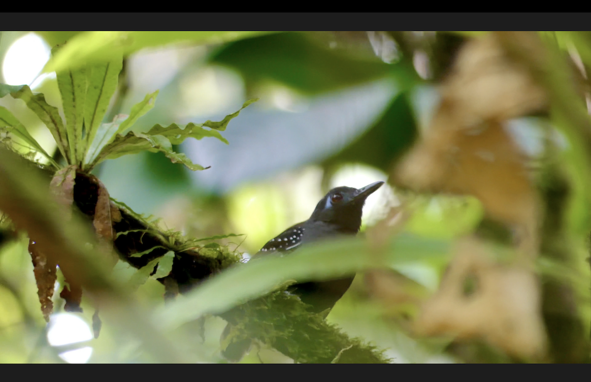 Chestnut-backed Antbird (Short-tailed) - ML610645418