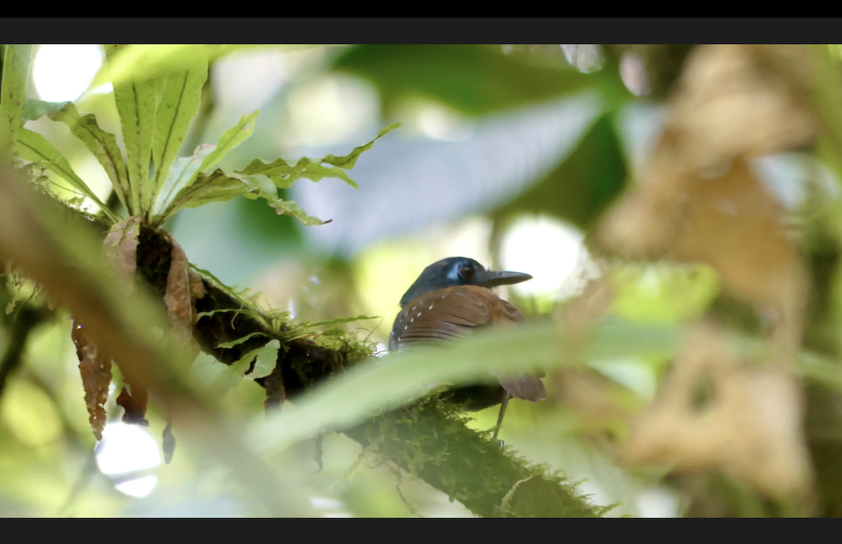 Chestnut-backed Antbird (Short-tailed) - ML610645419