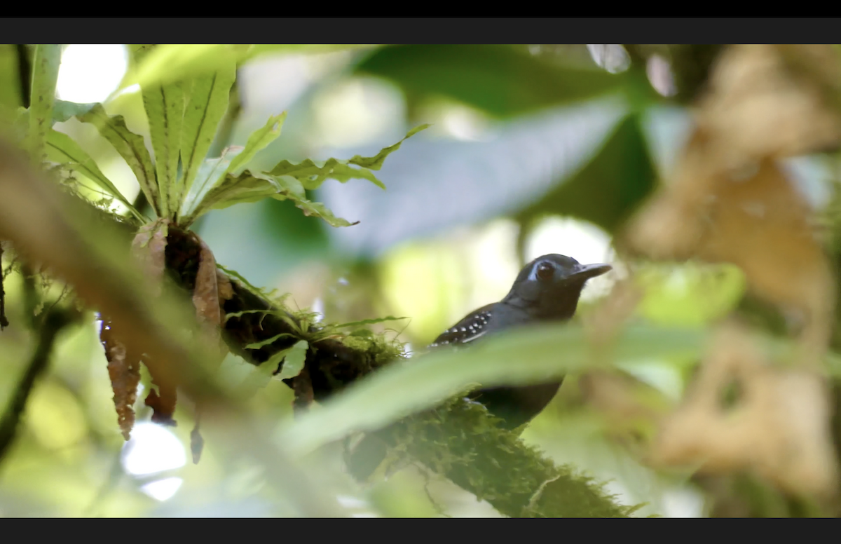 Chestnut-backed Antbird (Short-tailed) - ML610645420