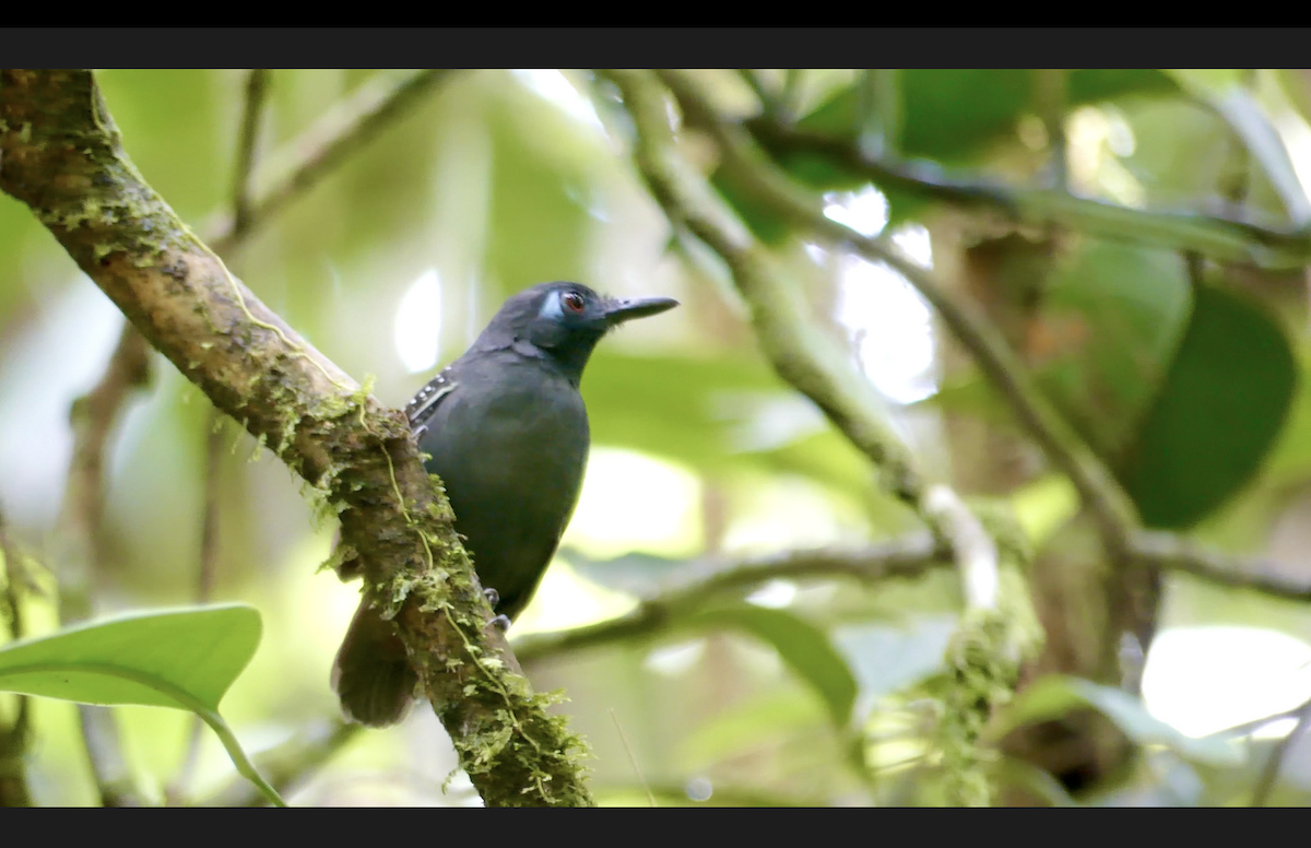 Chestnut-backed Antbird (Short-tailed) - ML610645423