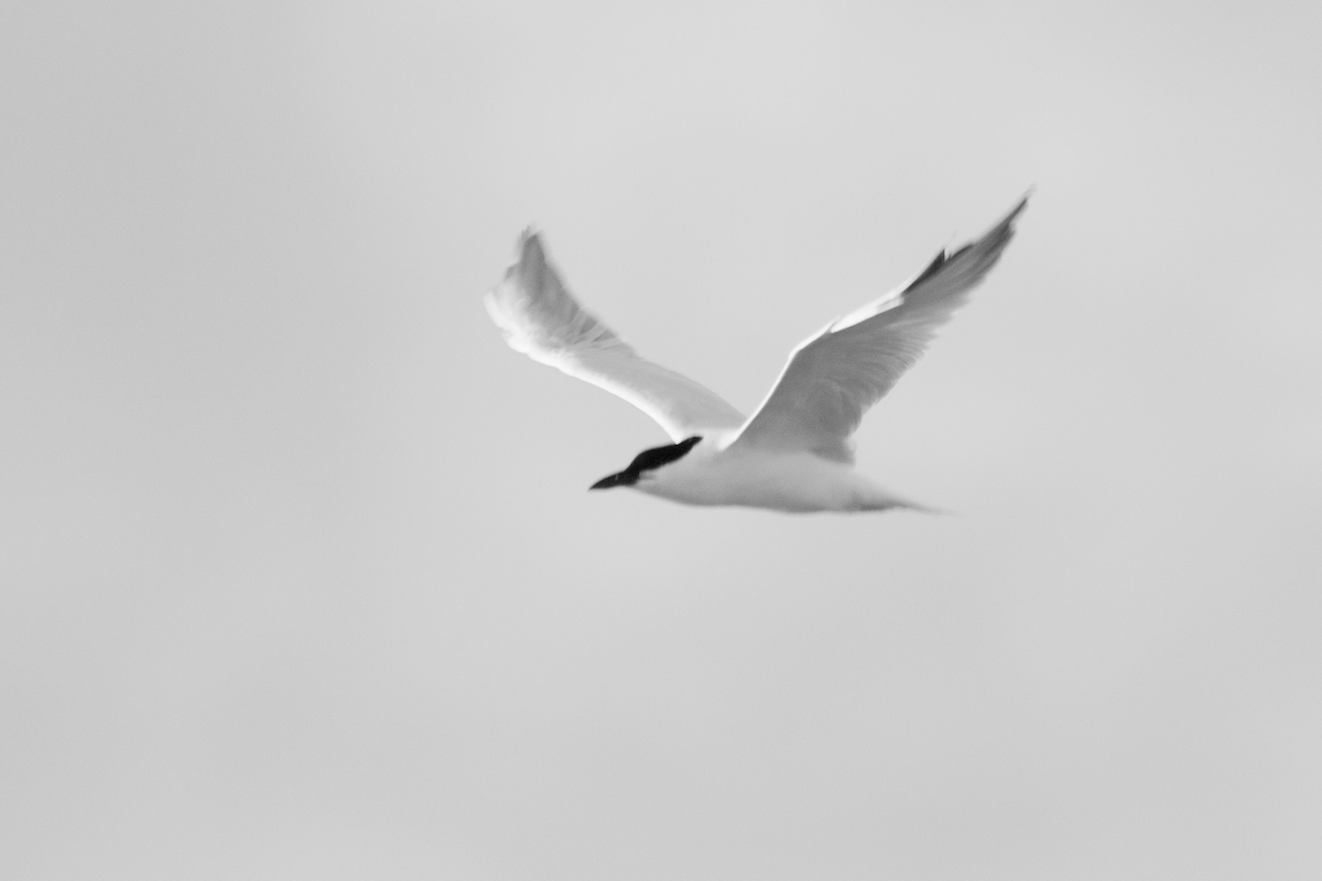 Gull-billed Tern - Mat Gilfedder