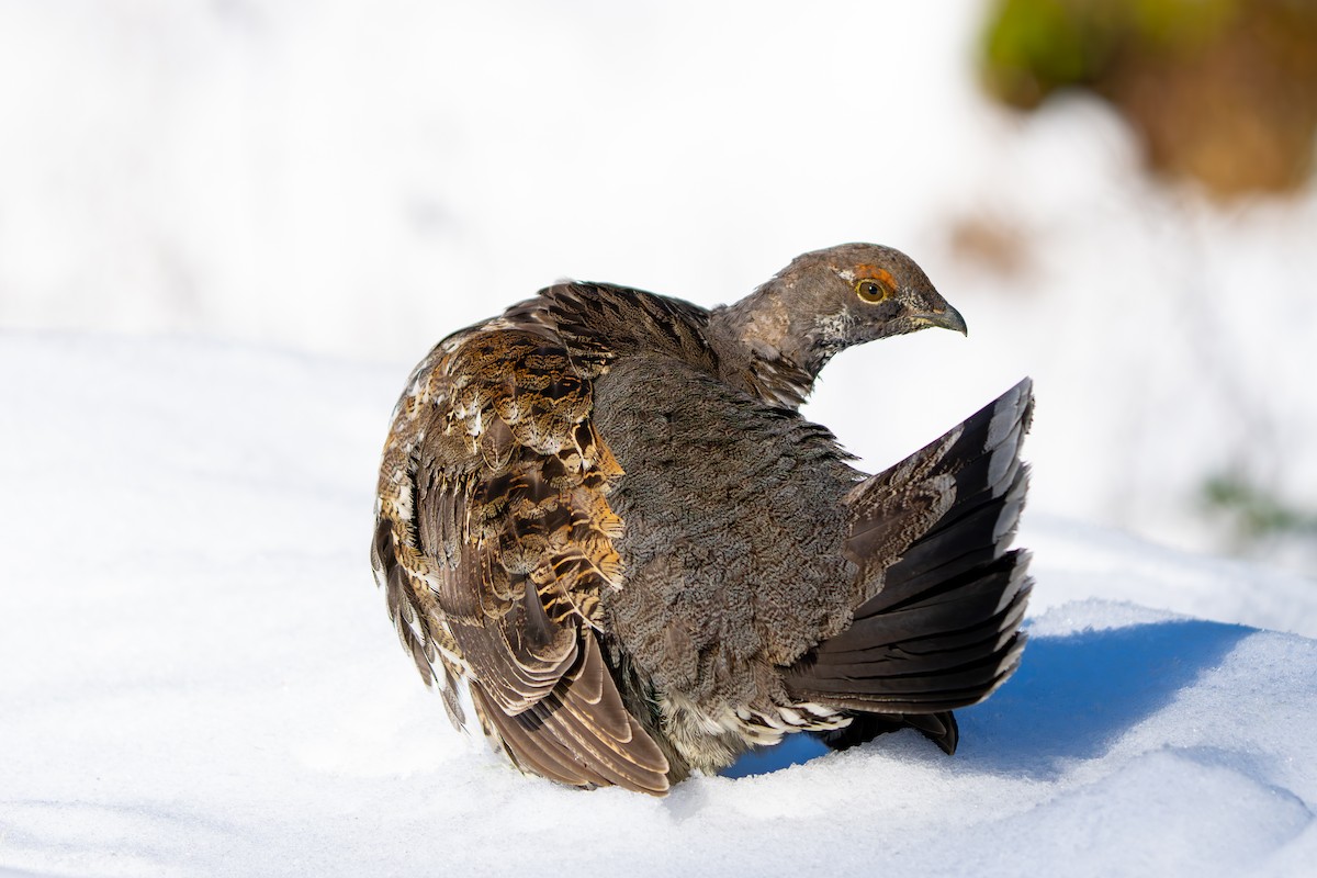 Sooty Grouse - Jeff Huth