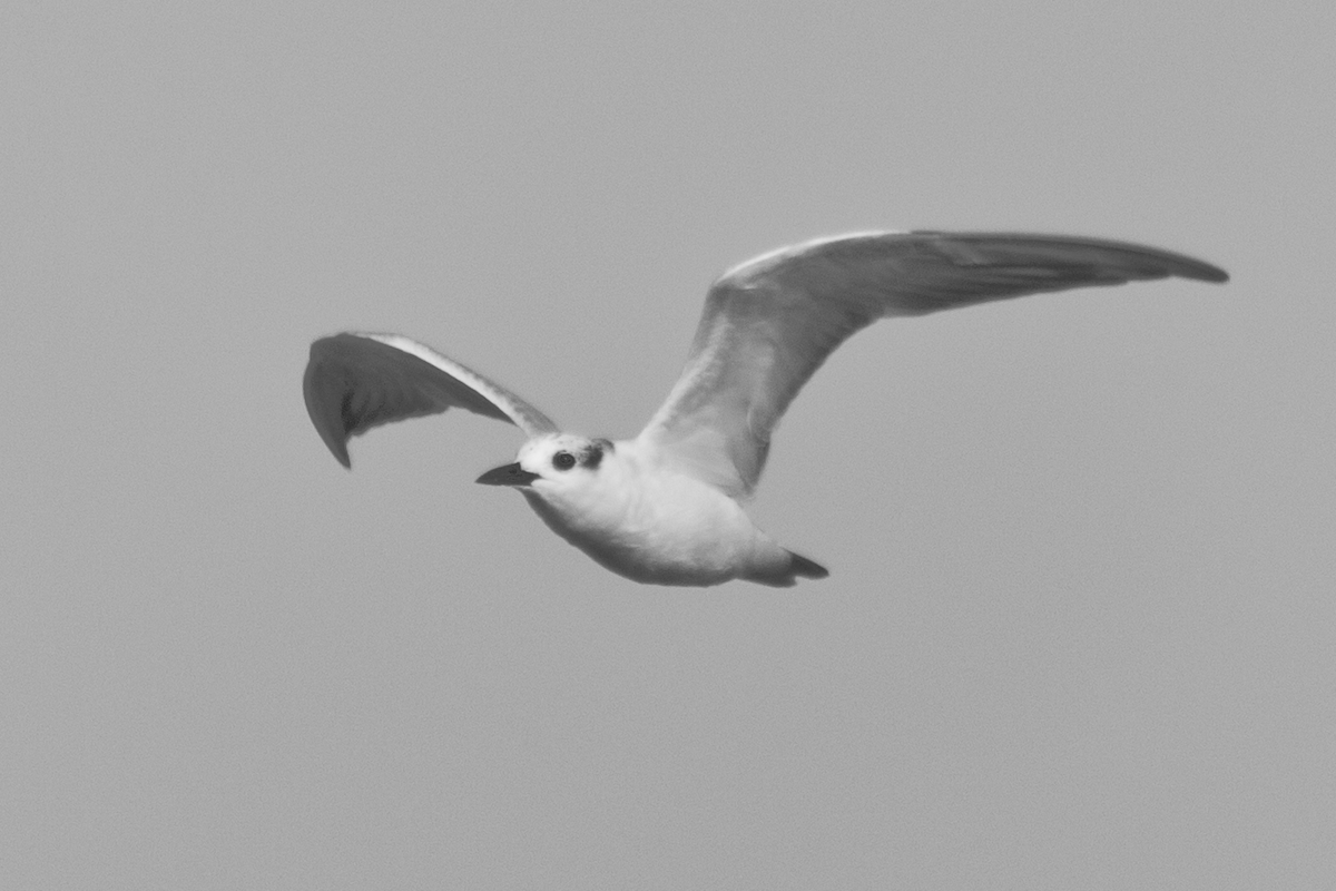 Gull-billed Tern - ML610645600