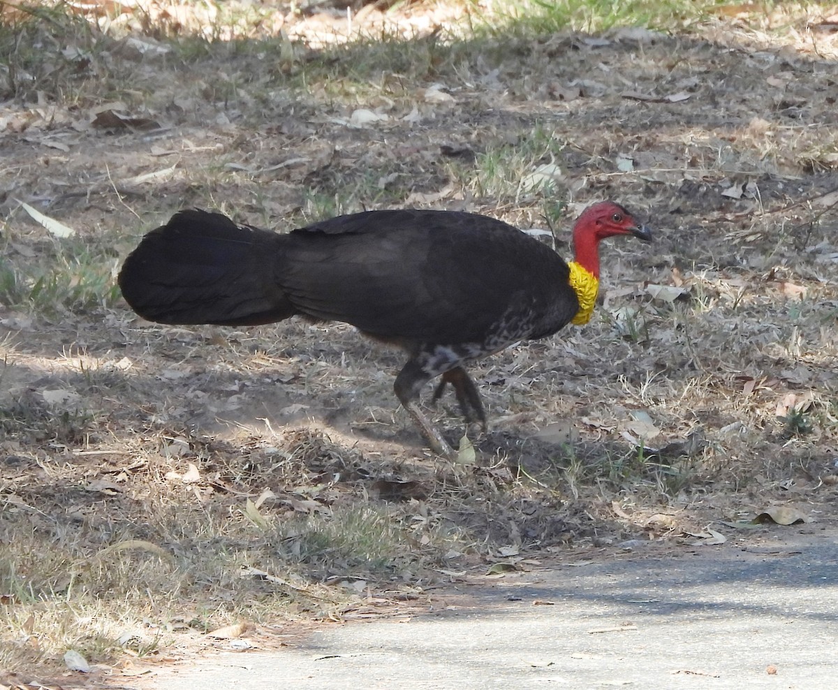 Ebird Checklist Oct Edwards Park Species