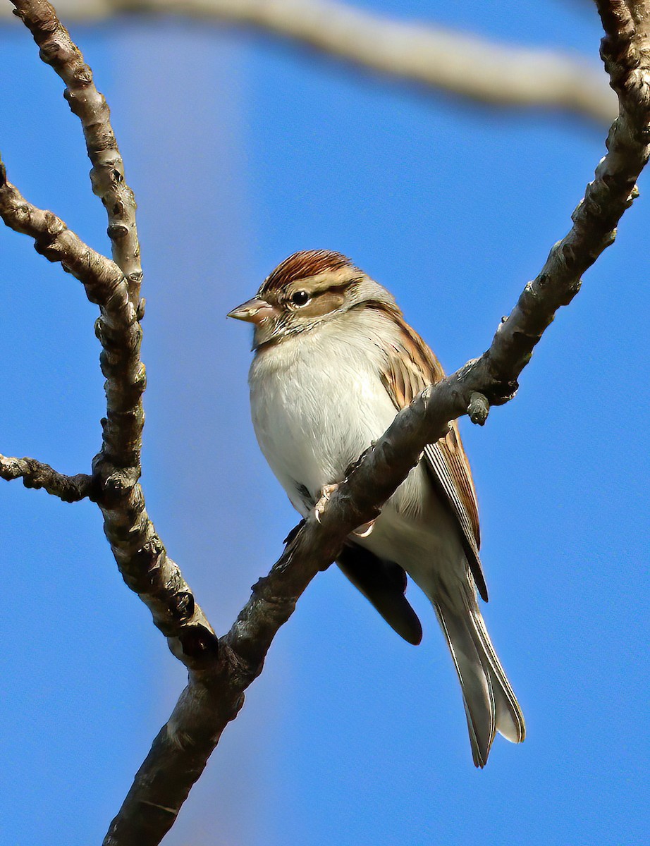 Chipping Sparrow - ML610646189