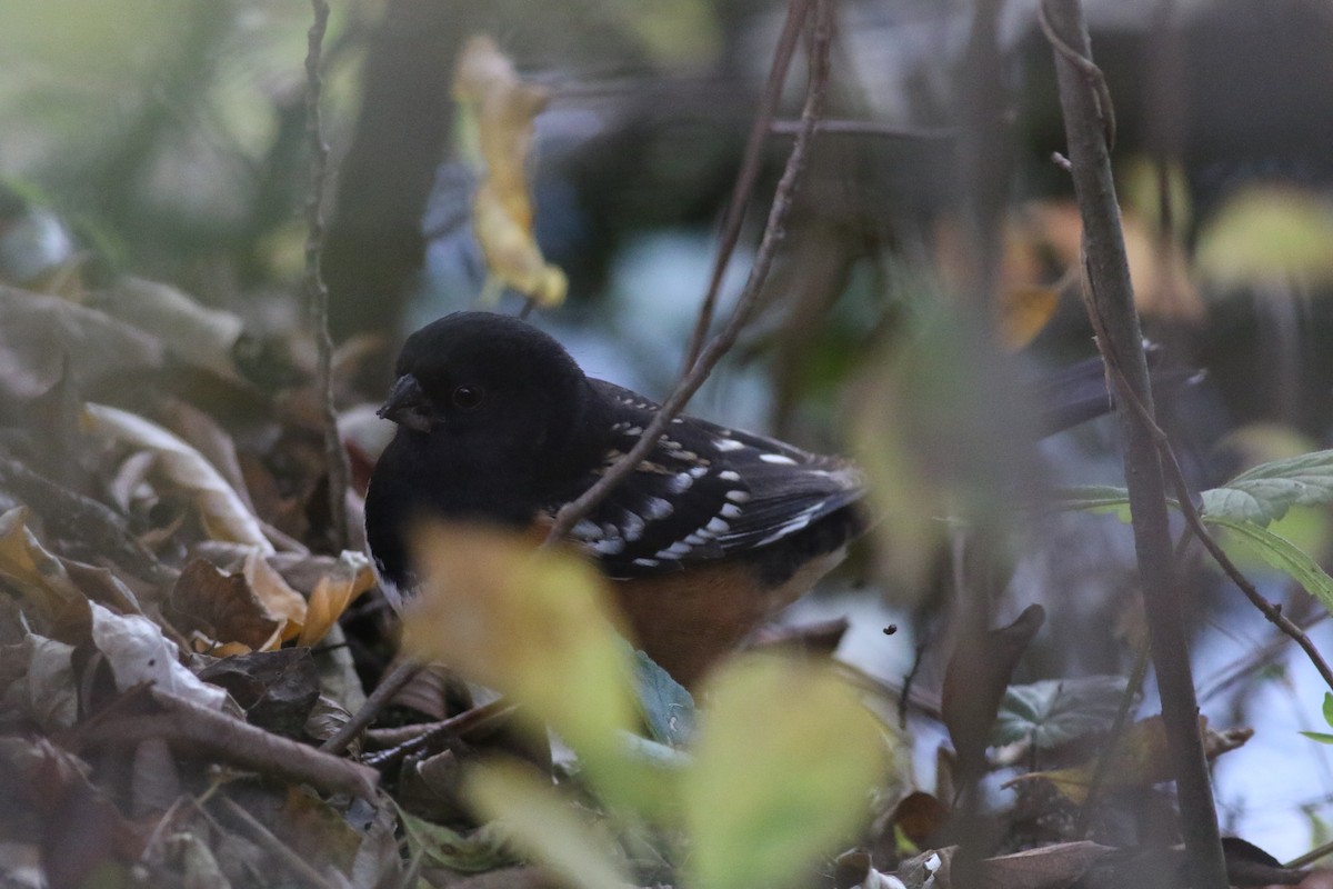 Spotted Towhee - ML610646223