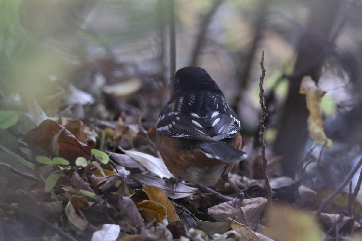 Spotted Towhee - ML610646224
