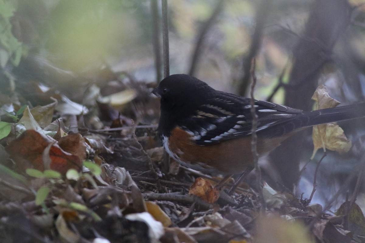 Spotted Towhee - ML610646225