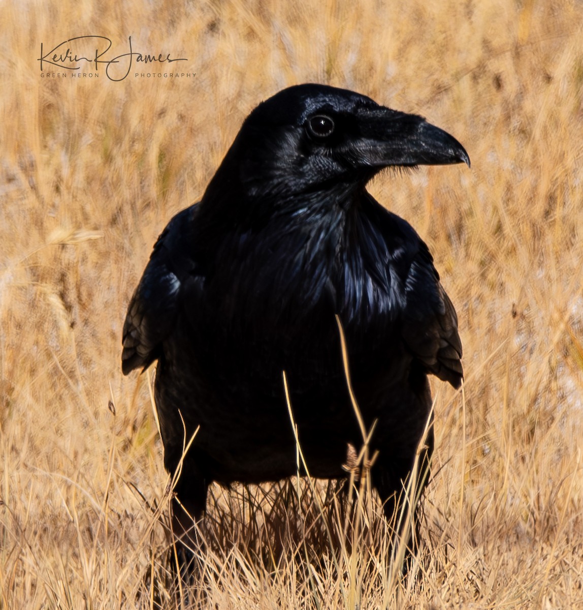 Common Raven - ML610646379
