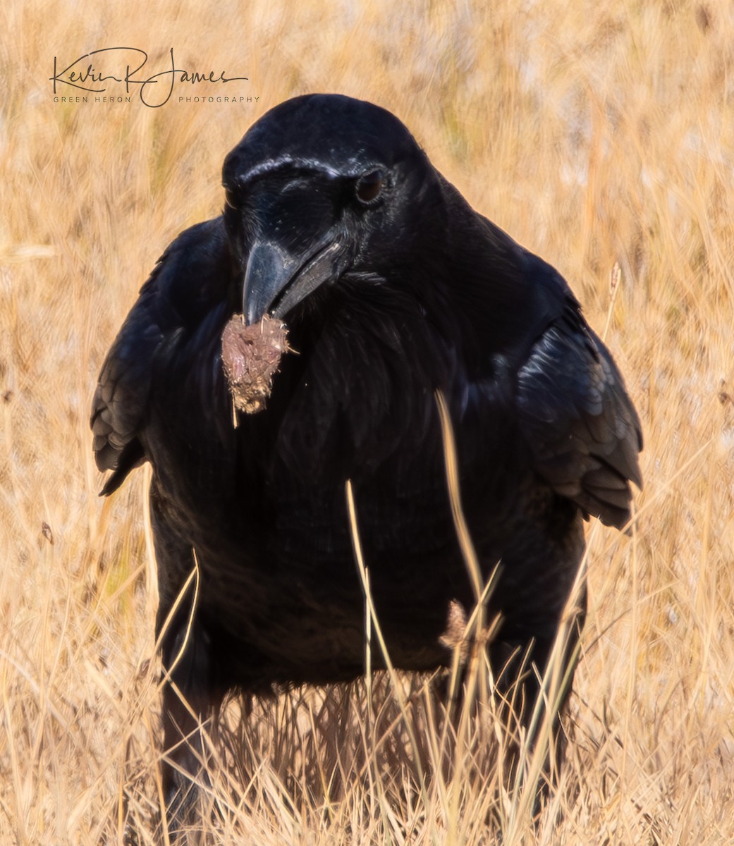 Common Raven - Kevin James