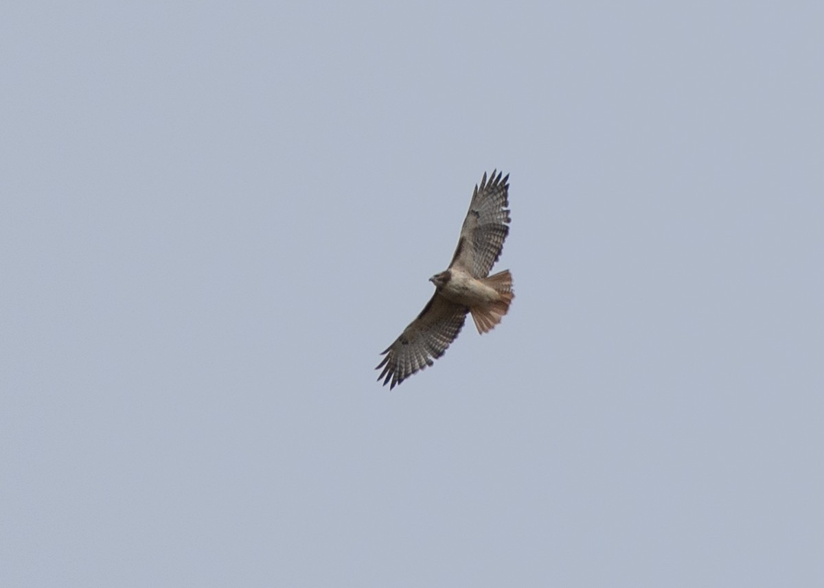 Red-tailed Hawk - ML610646476