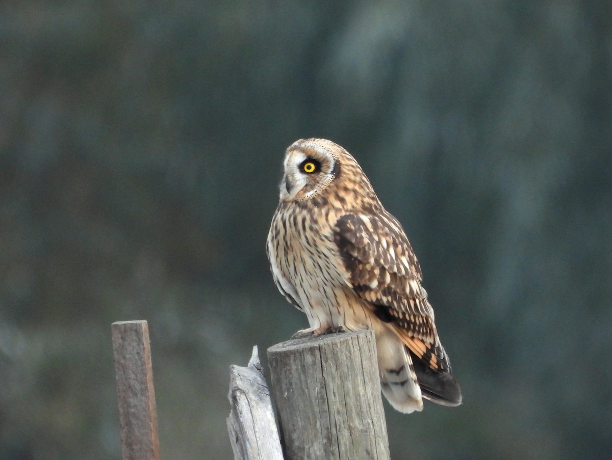 Short-eared Owl - ML610646642