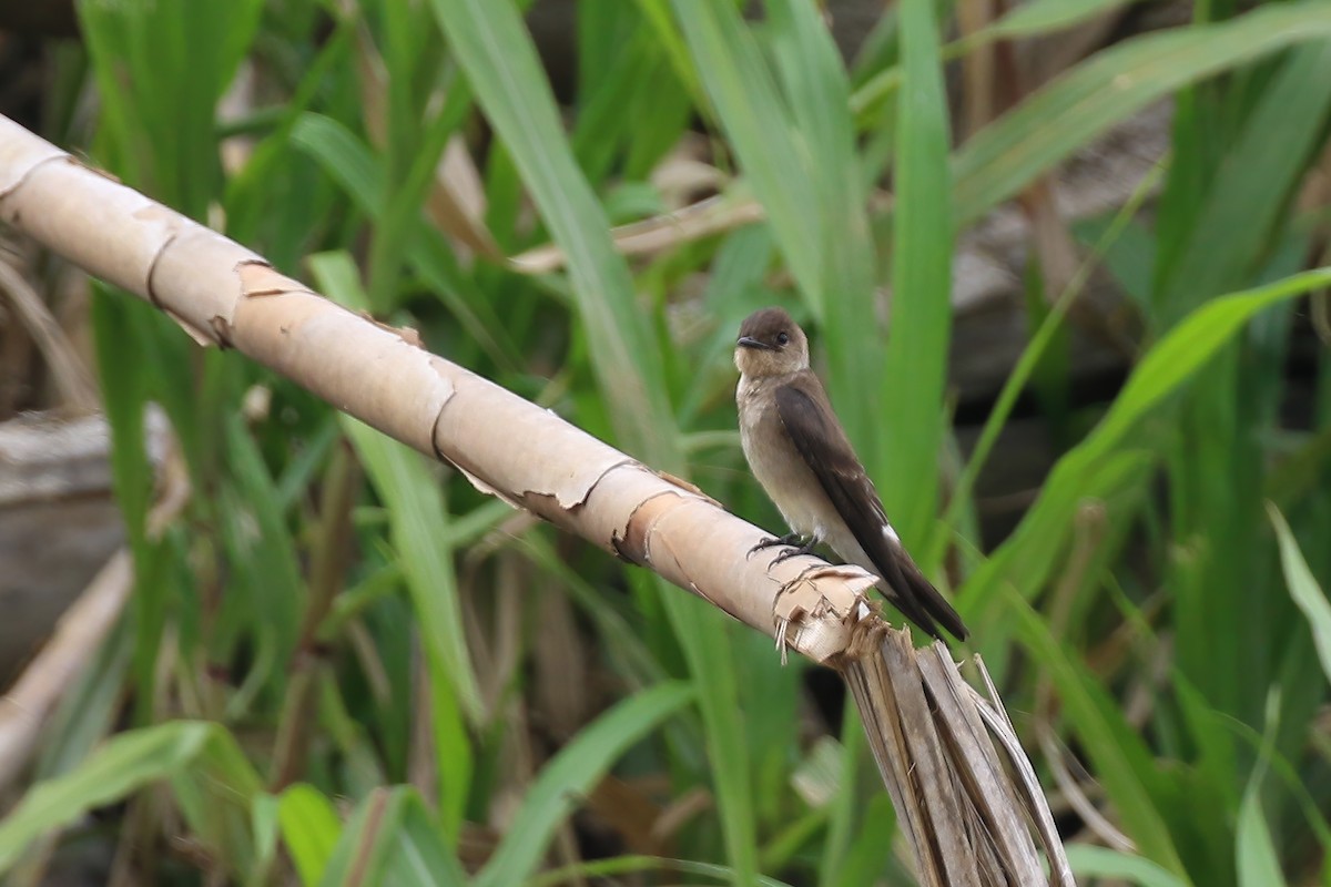 Southern Rough-winged Swallow - ML610646764
