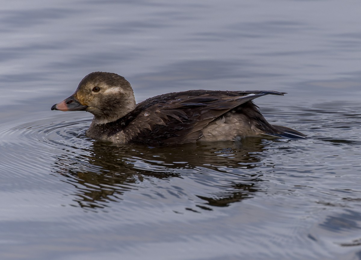 Long-tailed Duck - ML610646833