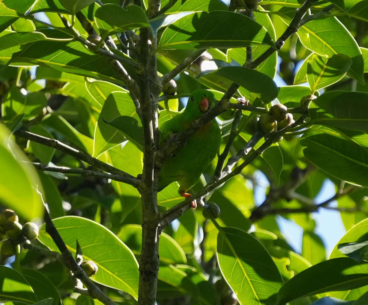 Yellow-throated Hanging-Parrot - ML610646908