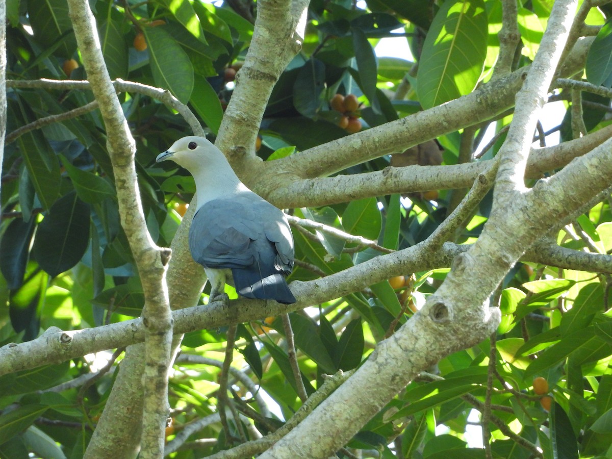 Gray Imperial-Pigeon - ML610647584