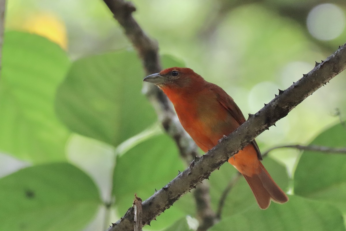 Hepatic Tanager (Highland) - ML610647656
