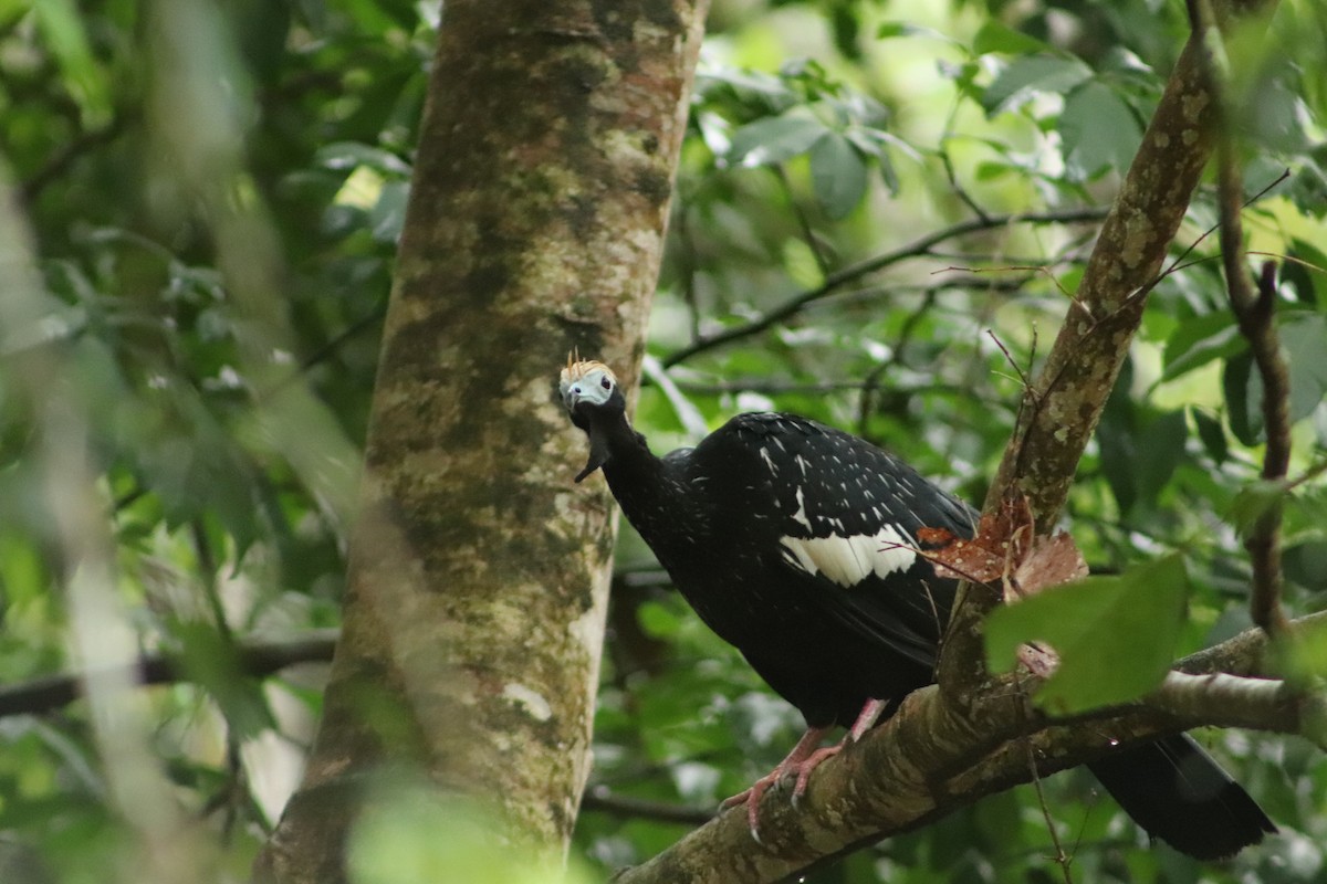 Blue-throated Piping-Guan - ML610647745