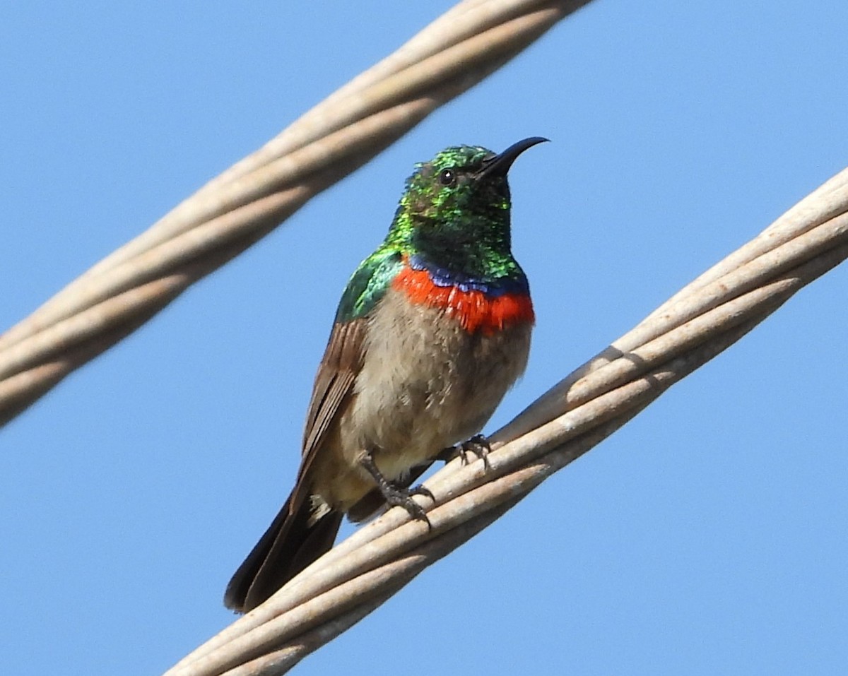 Southern Double-collared Sunbird - ML610647807