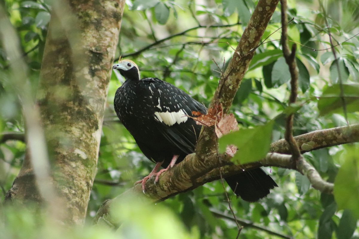 Blue-throated Piping-Guan - ML610647862
