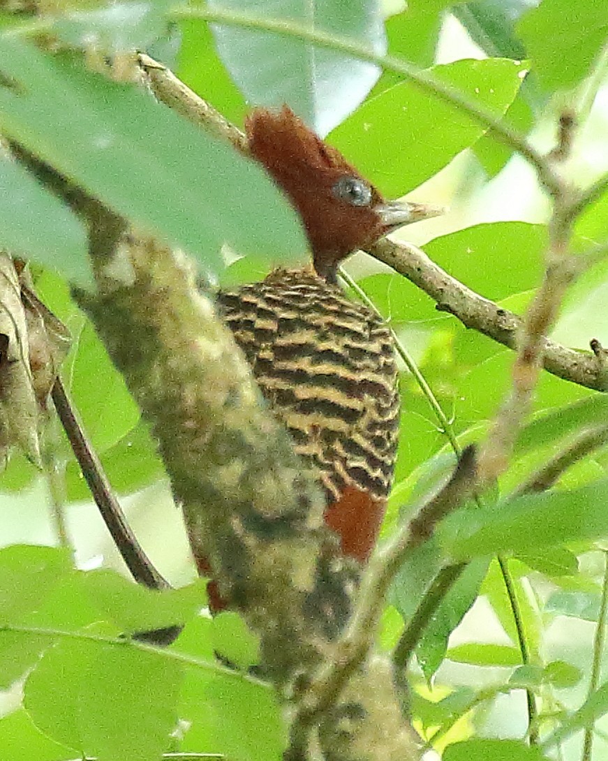 Rufous-headed Woodpecker - Ryan Candee
