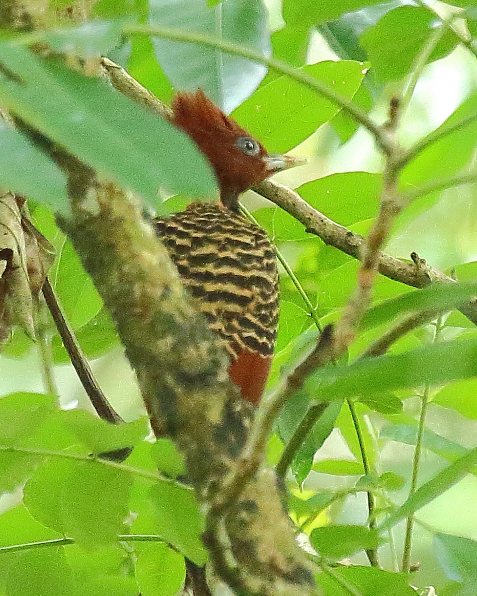 Rufous-headed Woodpecker - ML610647918