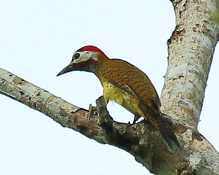 Spot-breasted Woodpecker - ML610647929