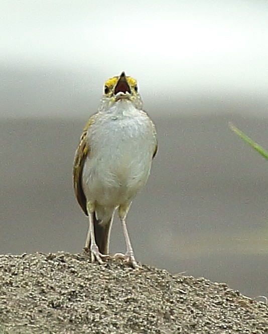 Yellow-browed Sparrow - ML610647972