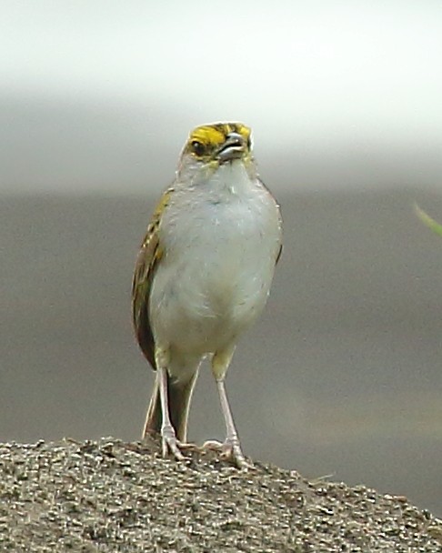 Yellow-browed Sparrow - ML610647973