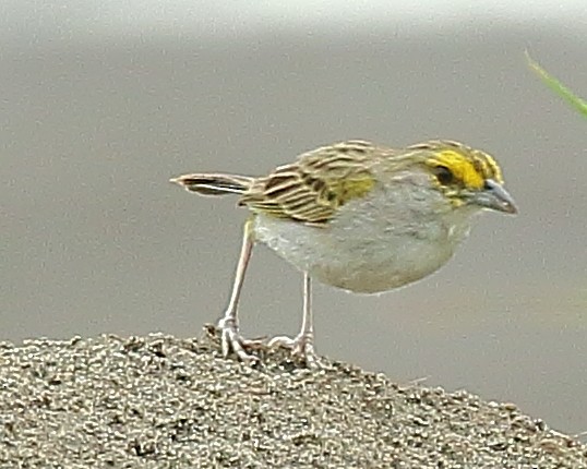 Yellow-browed Sparrow - Ryan Candee