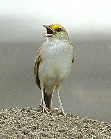 Yellow-browed Sparrow - ML610647975