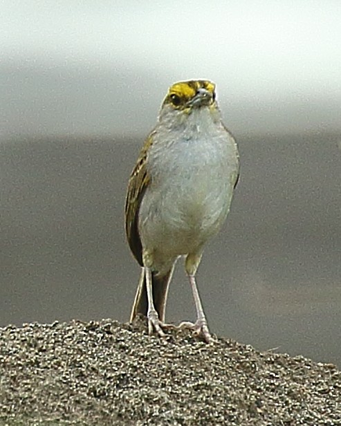 Yellow-browed Sparrow - ML610647976