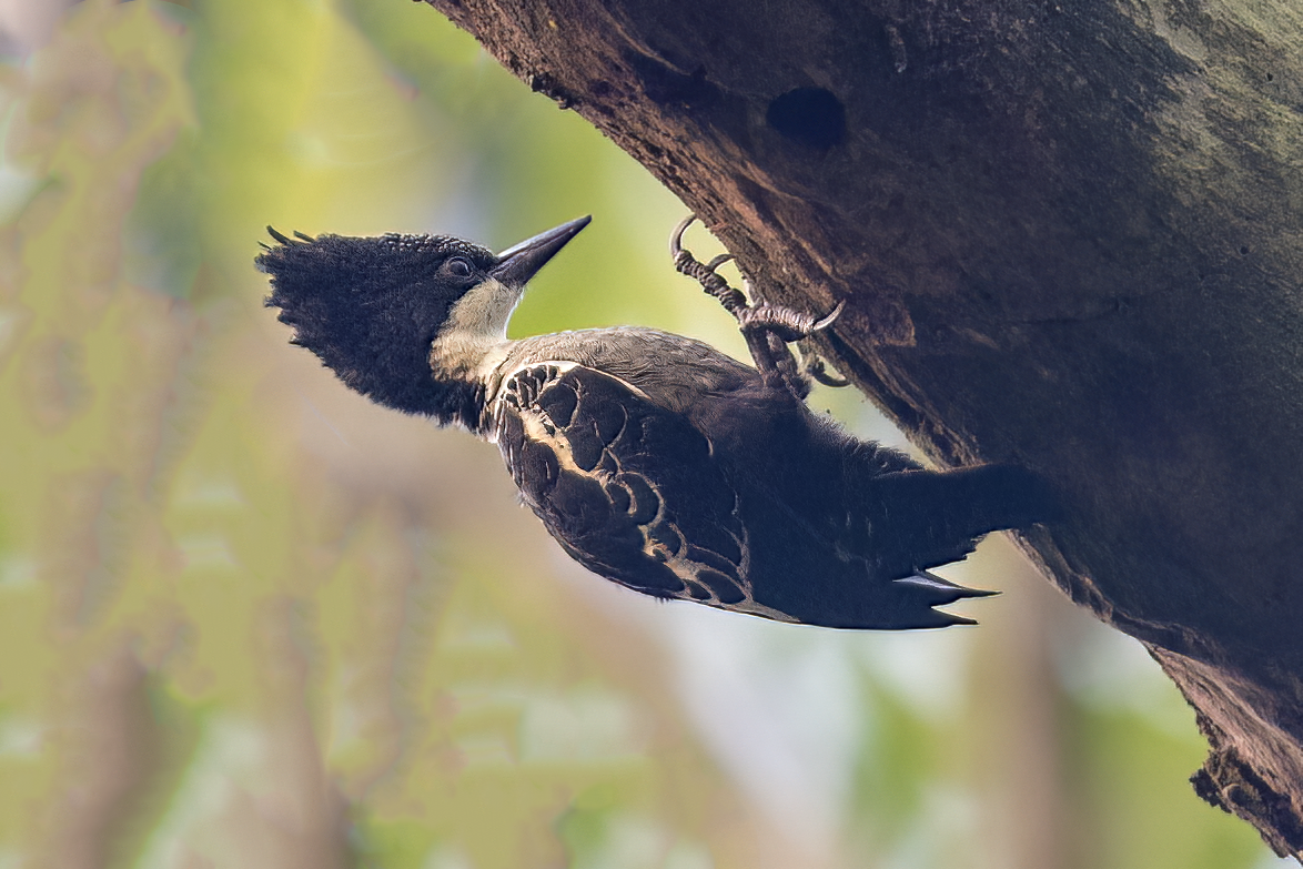 Heart-spotted Woodpecker - Parmil Kumar