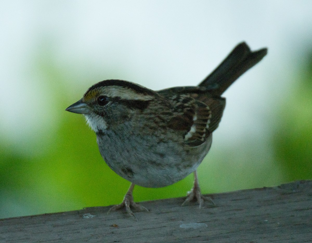White-throated Sparrow - ML610648366
