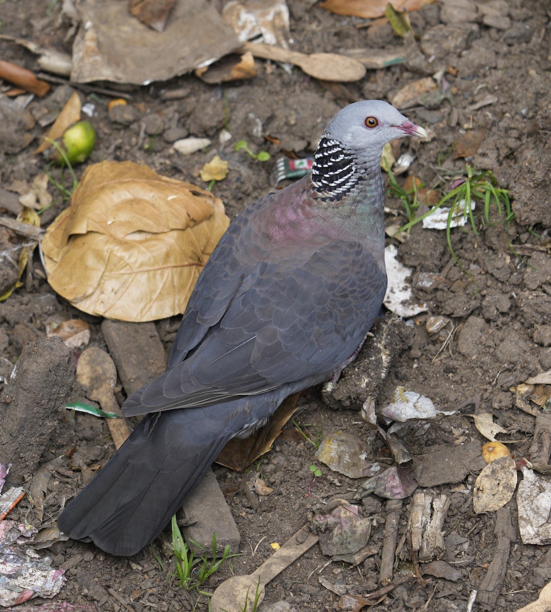 Nilgiri Wood-Pigeon - ML610648406