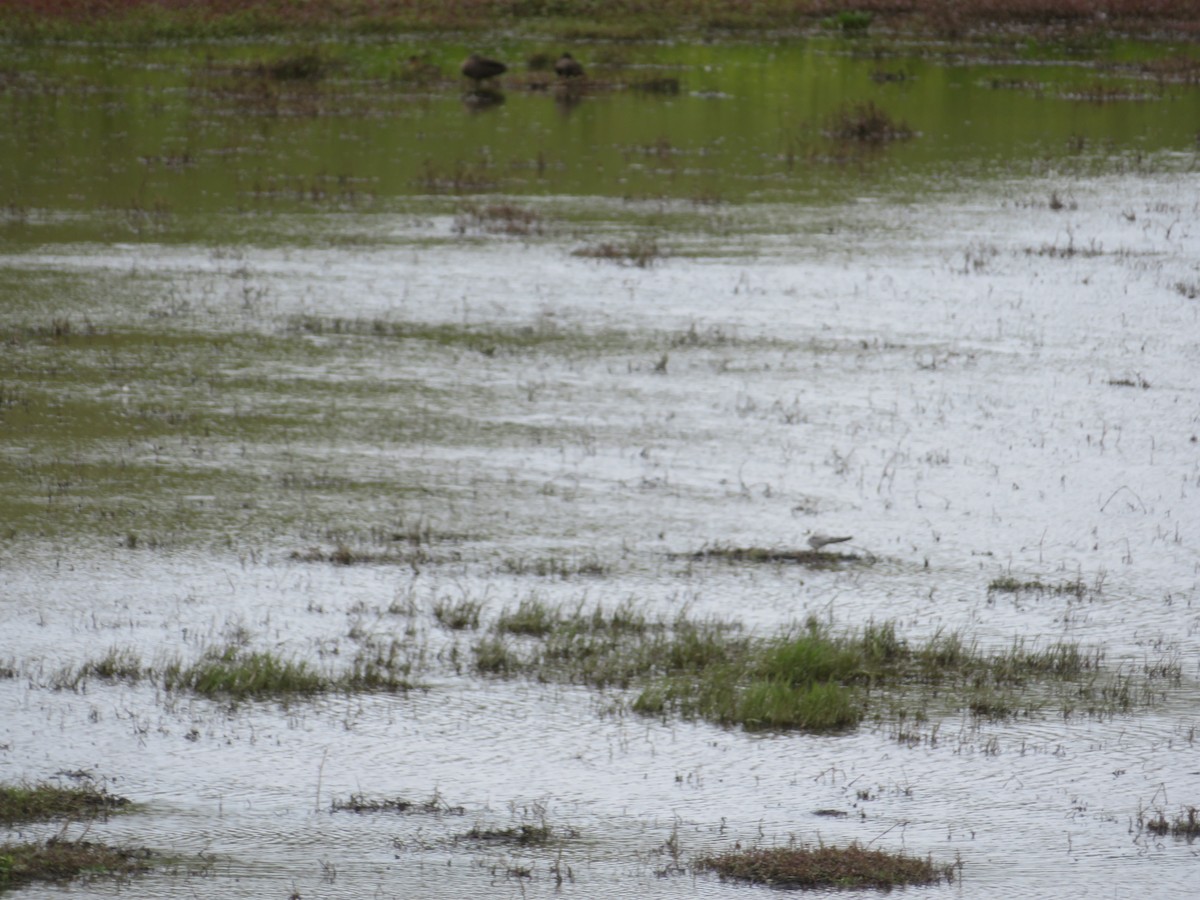 New Zealand Bird Atlas Checklist - 2 Nov 2023 - Jims wetland, Robinson ...