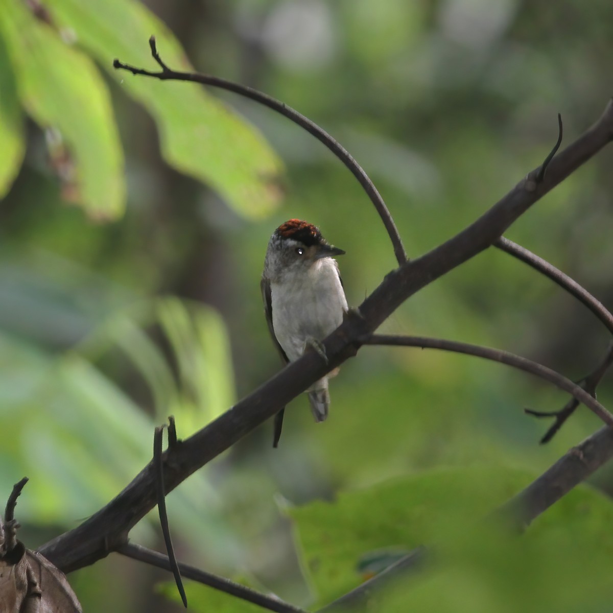 Plain-breasted Piculet - ML610648425