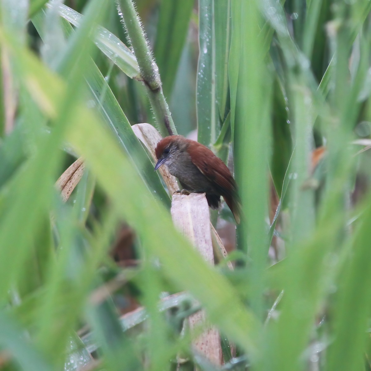 Parker's Spinetail - ML610648589