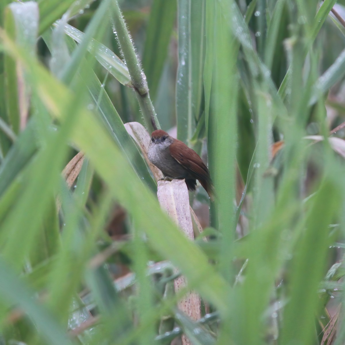 Parker's Spinetail - ML610648590