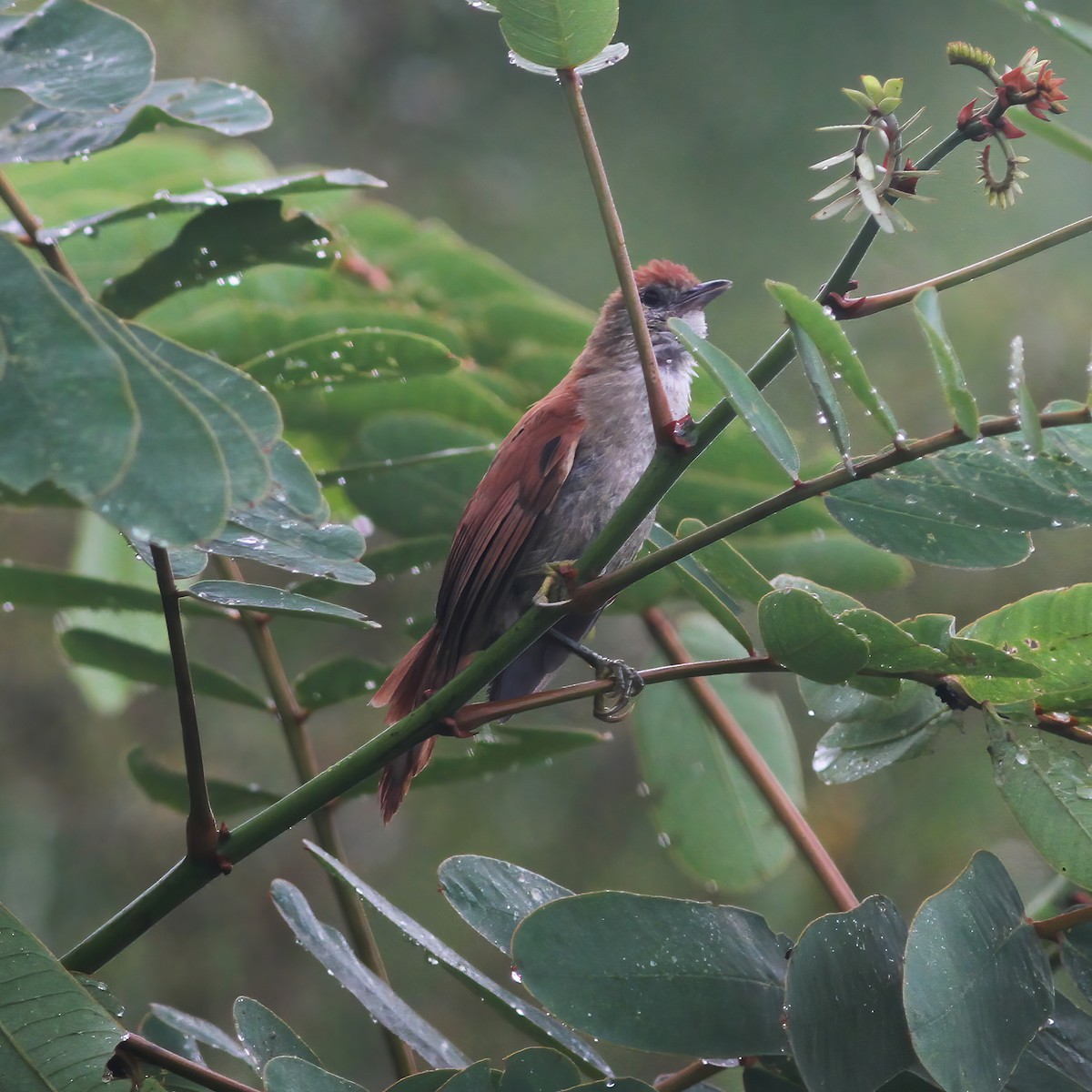 Parker's Spinetail - ML610648592