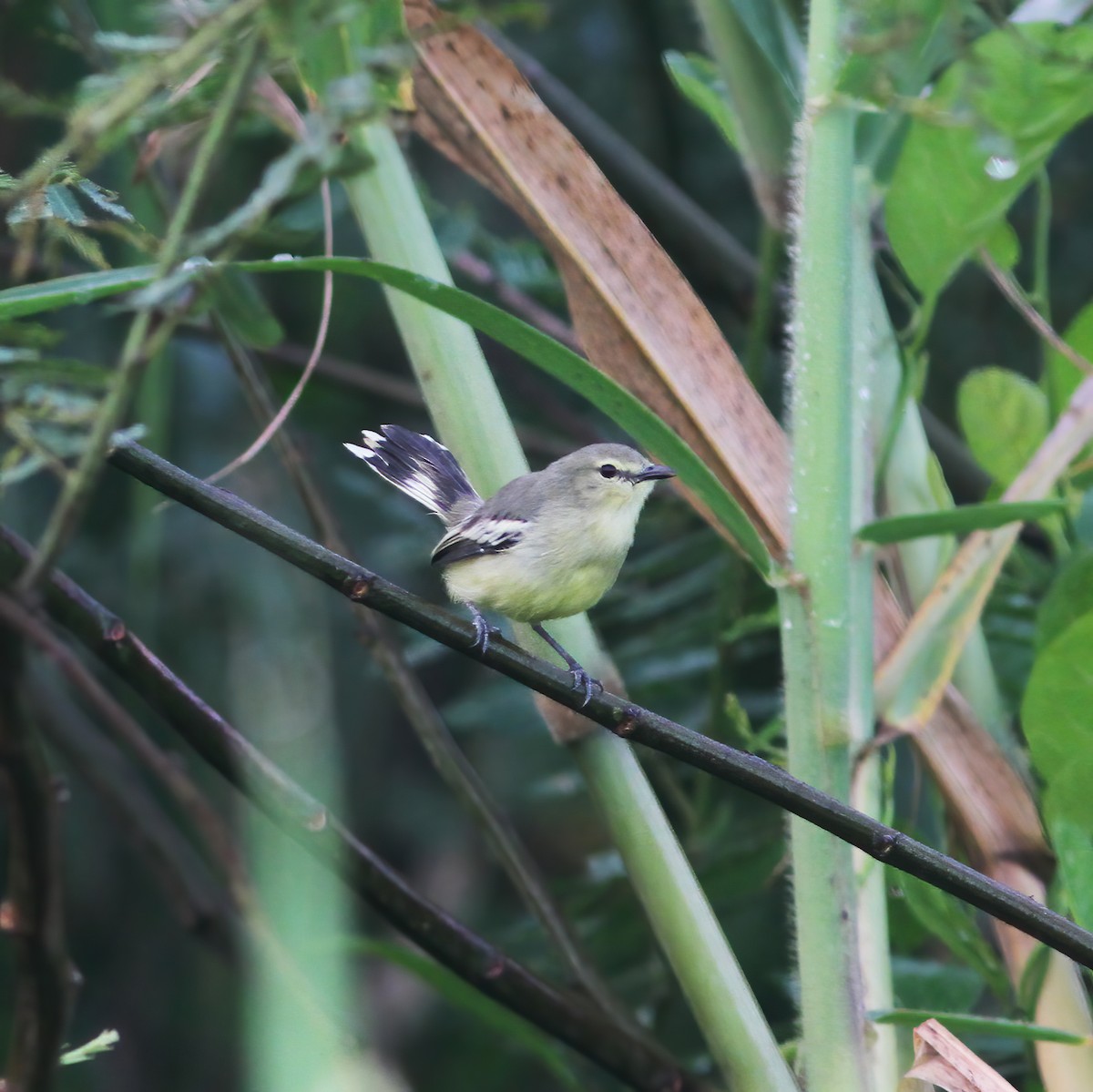 Lesser Wagtail-Tyrant - ML610648620