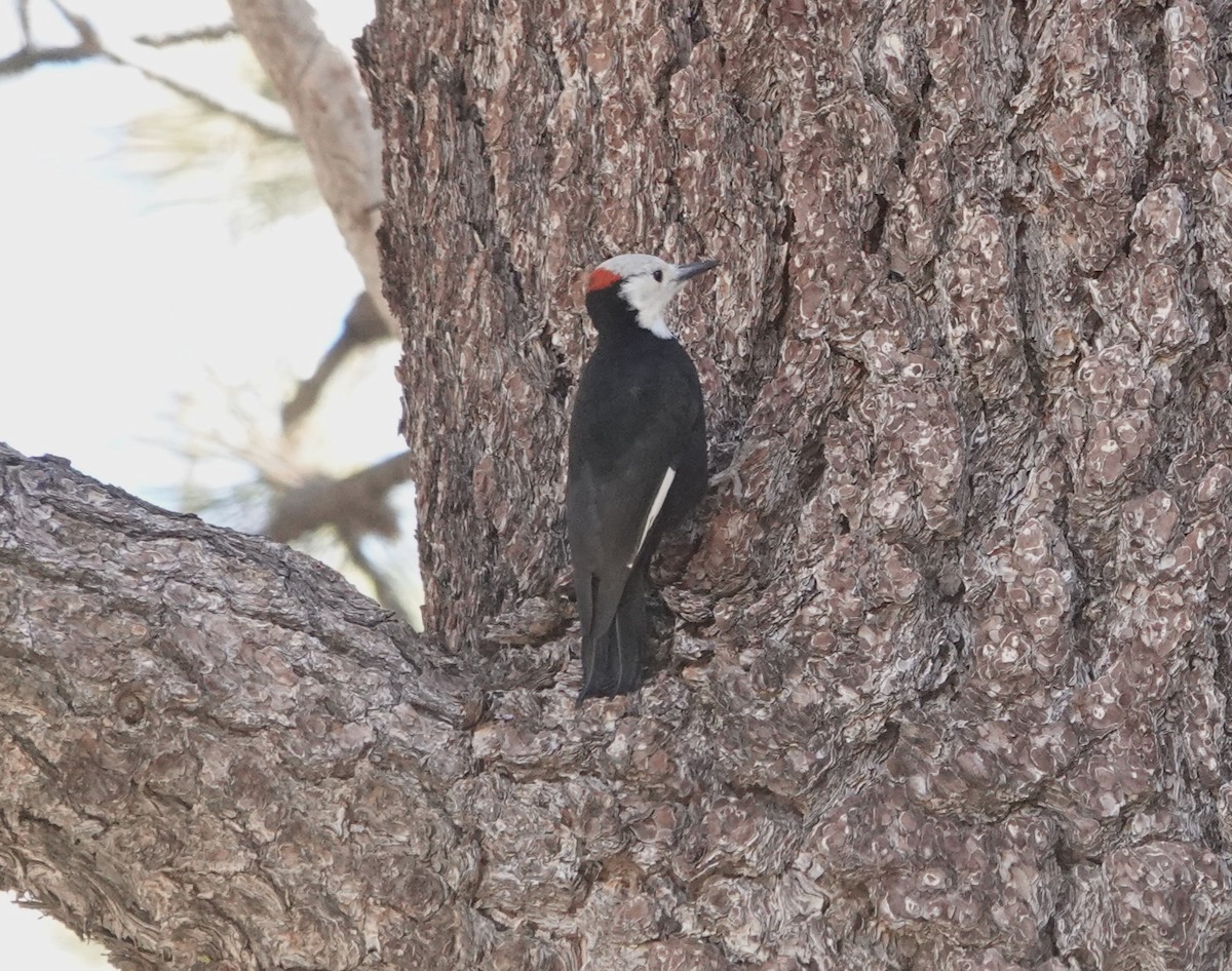 White-headed Woodpecker - ML610648723