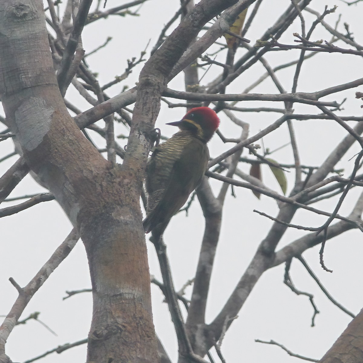 Golden-green Woodpecker - ML610648940