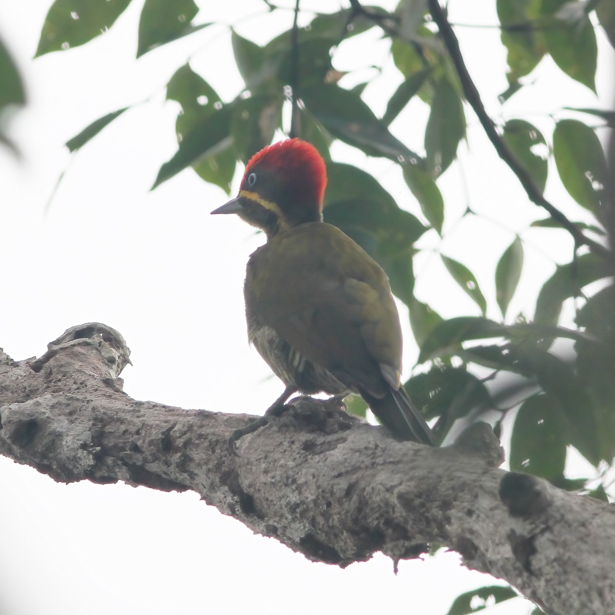 Golden-green Woodpecker - ML610648941